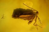 Fossil Flies, a Springtail and Two Wasps in Baltic Amber #173647-2